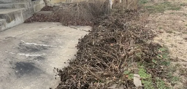 Before: dead brush and leaves piled along a concrete patio